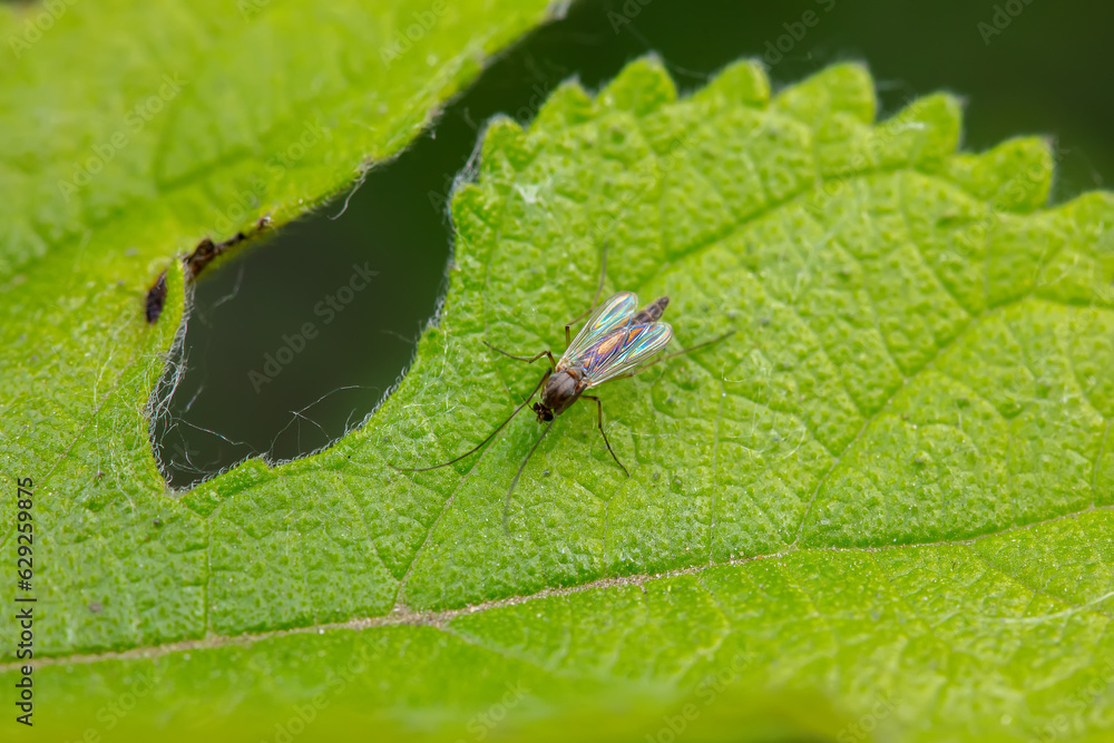 Chironomid mosquito inhabit the leaves of wild plants Chironomid mosquito inhabit the leaves of wild plants
