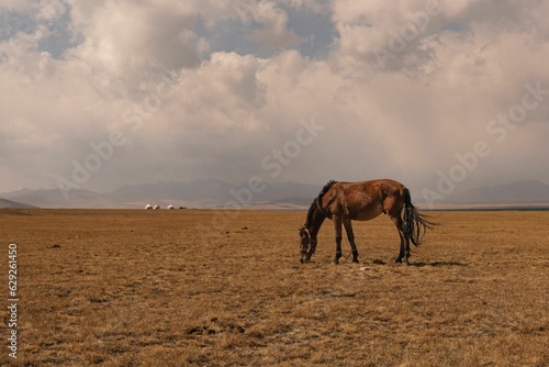 View of a brown horse grazing on lush grass in a vast, open meadow