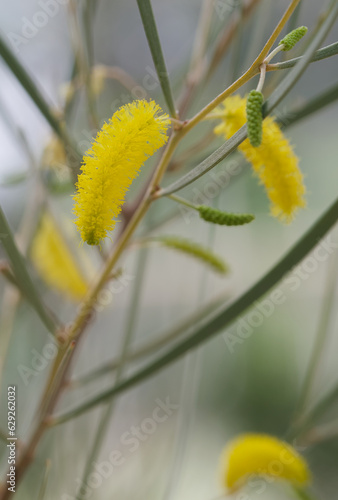 Foto Beautiful close-up of an acacia aneura
