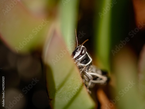 Beautiful hidden grasshopper © Zacarias da Mata