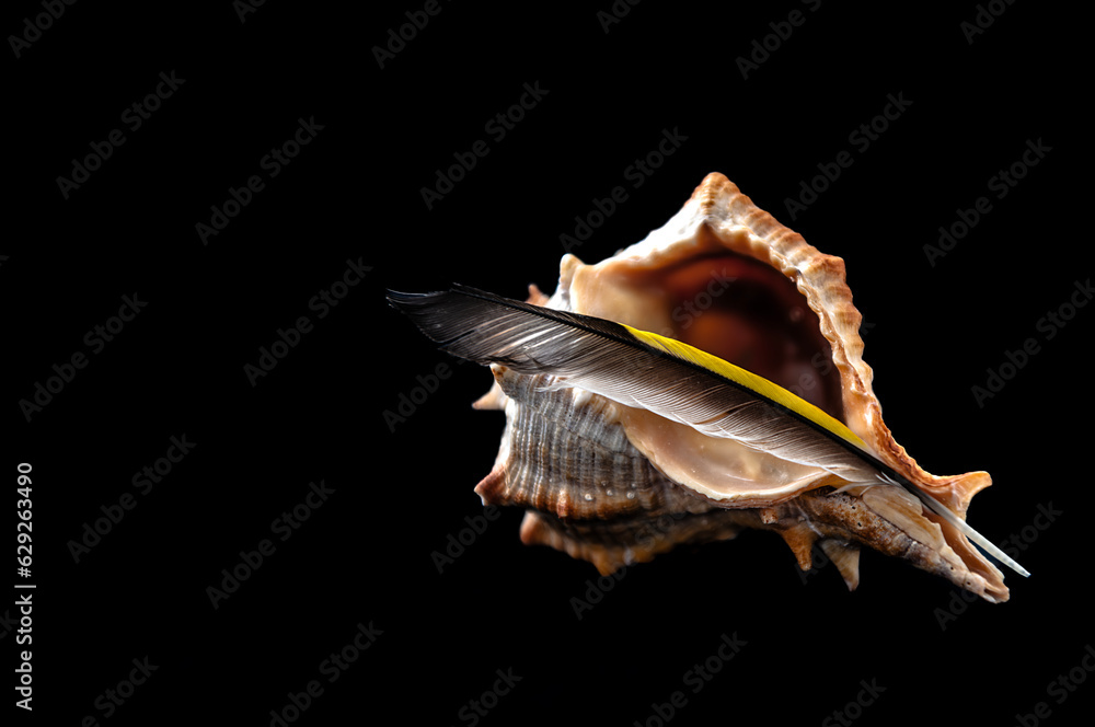 yellow goldfinch feather standing on seashell yellow goldfinch feather standing on seashell