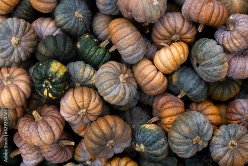 Background from decorative mini pumpkins. Top view, flat lay