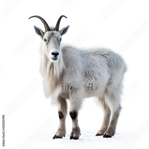 Snowy mountain goat in winter isolated on white background 