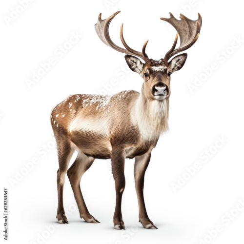 Winter caribou in snow isolated on white background 