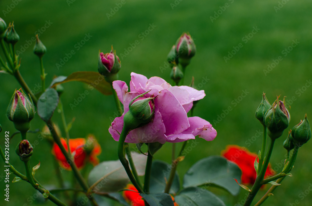 Pink roses on bush in the garden Pink roses on bush in the garden