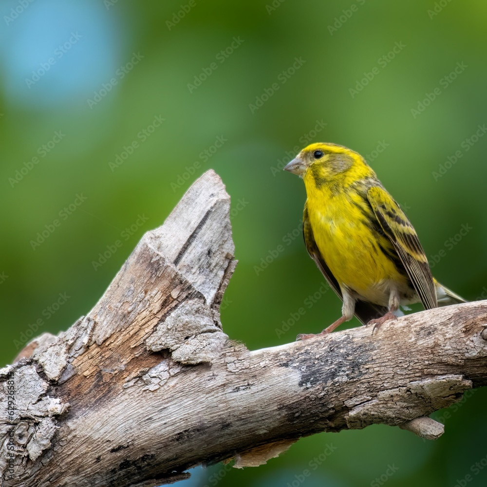 Yellow canary perching on wood