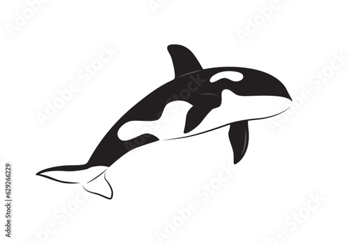 Orca or killer whale vector isolated on white. Orcinus orca. 