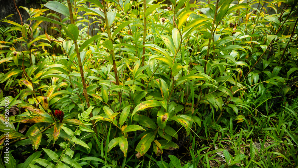 beautiful and amazing green leaves