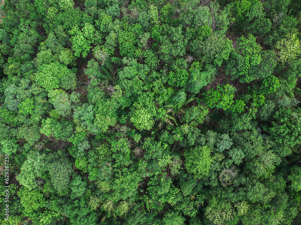 Topview green forest on the world. Ecosystem ecology healthy environment. Natural background.