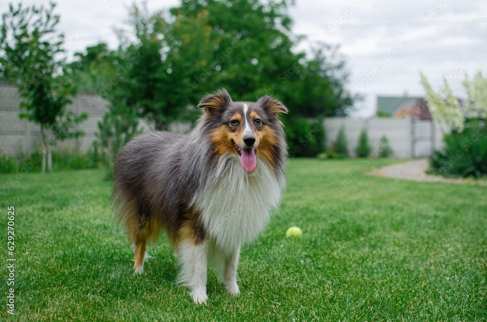 Beautiful dog sheltie with blue and brown heterochromia eyes. Shetland sheepdog is playing on green grass in the garden Beautiful dog sheltie with blue and brown heterochromia eyes. Shetland sheepdog is playing on green grass in the garden