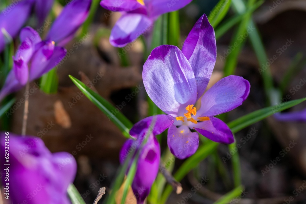 Beautiful purple crocuses in the field Beautiful purple crocuses in the field