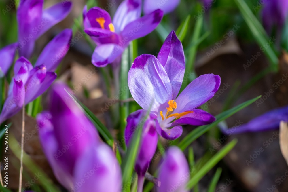 Beautiful purple crocuses in the field Beautiful purple crocuses in the field