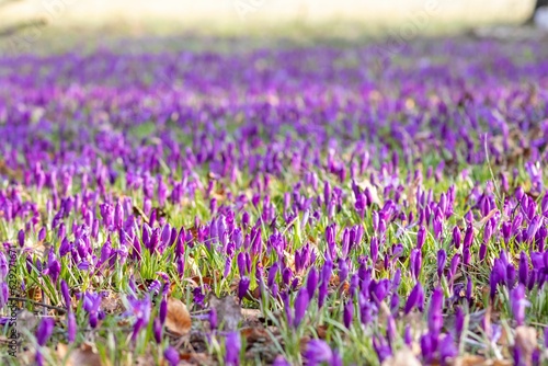Beautiful purple crocuses in the field