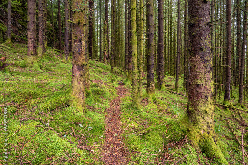 Obraz premium A Trail in a Green Mossy Pine Forest