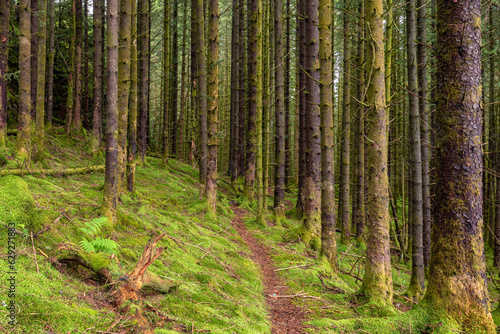 A Trail in a Green Mossy Pine Forest