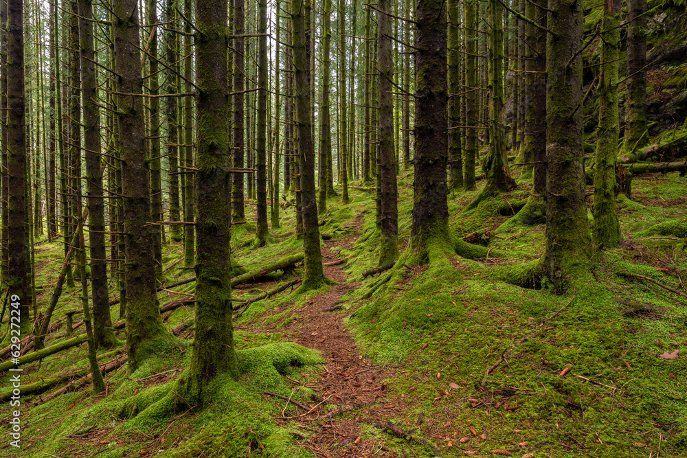 A Trail in a Green Mossy Pine Forest A Trail in a Green Mossy Pine Forest