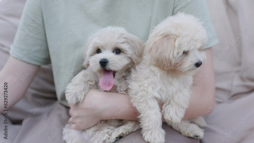 Cute puppies of the Maltipoo breed are resting in the arms of a girl on beautiful home. Beloved pet in the natural atmosphere. Cute puppies of the Maltipoo breed are resting in the arms of a girl on beautiful home. Beloved pet in the natural atmosphere.