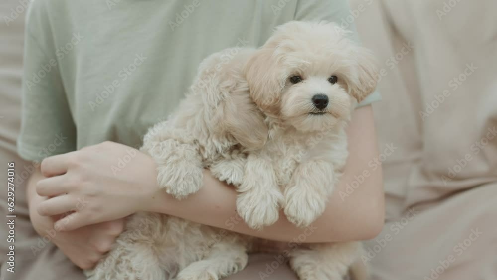 Cute puppies of the Maltipoo breed are resting in the arms of a girl on beautiful home. Beloved pet in the natural atmosphere. Cute puppies of the Maltipoo breed are resting in the arms of a girl on beautiful home. Beloved pet in the natural atmosphere.