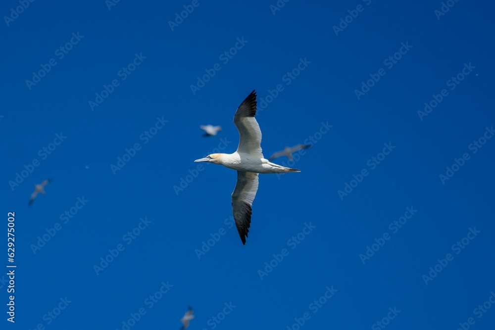 Obraz premium Majestic seagull is captured in mid-flight, its wings spread out
