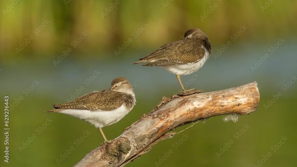 Fototapeta premium Tranquil scene featuring two sandpiper birds perched on a branch of a tree near a body of water