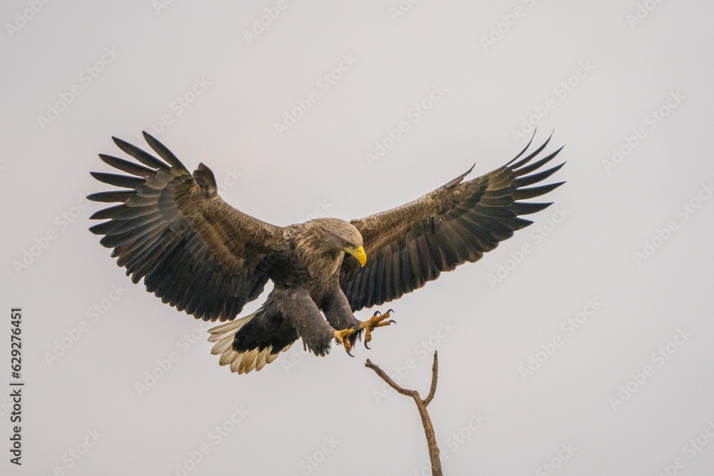 Fototapeta premium A golden eagle flying to land on a brown twig