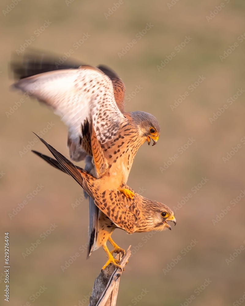Fototapeta premium A vertical shot of two common kestrel birds perched on a tree branch