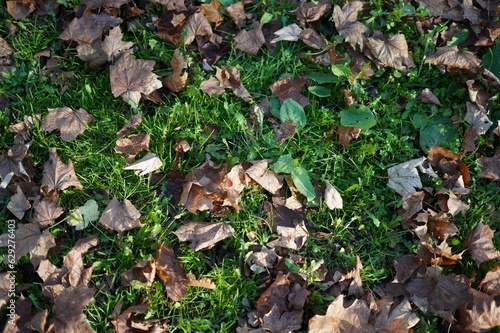 a closeup of dry leaves fallen on the grass