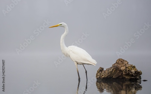 Majestic white egret wading in a reflective pond