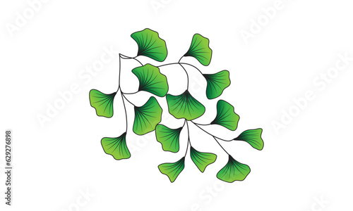 Ginkgo Leaf realistic drawing for the encyclopedia of ancient plants paleozoic era permian period isolated Vector illustration