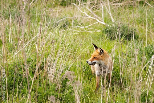 an adult fox looking ahead from a grassy area with tall grass © Hinnerk/Wirestock Creators