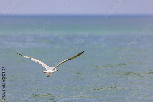 White seagull flyong over the Baltic Sea photo