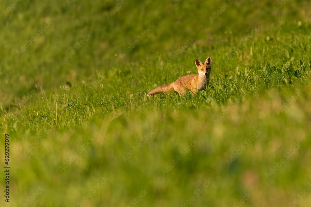 Selective focus shot of a curious fox on a grassy green field Selective focus shot of a curious fox on a grassy green field