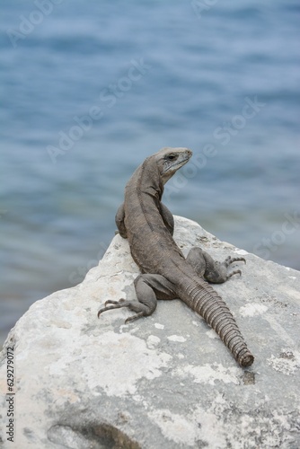 Close-up of a Mexican spiny-tailed iguana standing on a rock next to the water