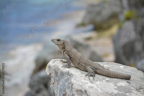 Close-up of a Mexican spiny-tailed iguana standing on a rock next to the beach