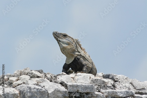 Low-angle view of an iguana standing on small rocks