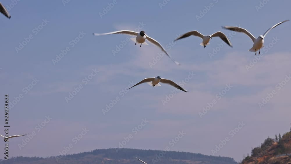 Scenic view of seagulls flying over the city on the mountains Scenic view of seagulls flying over the city on the mountains