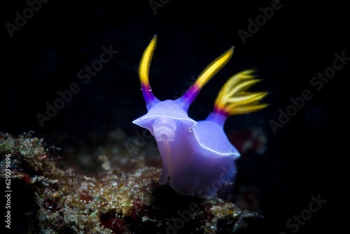a purple and yellow sea slug swimming on top of a sandy coral