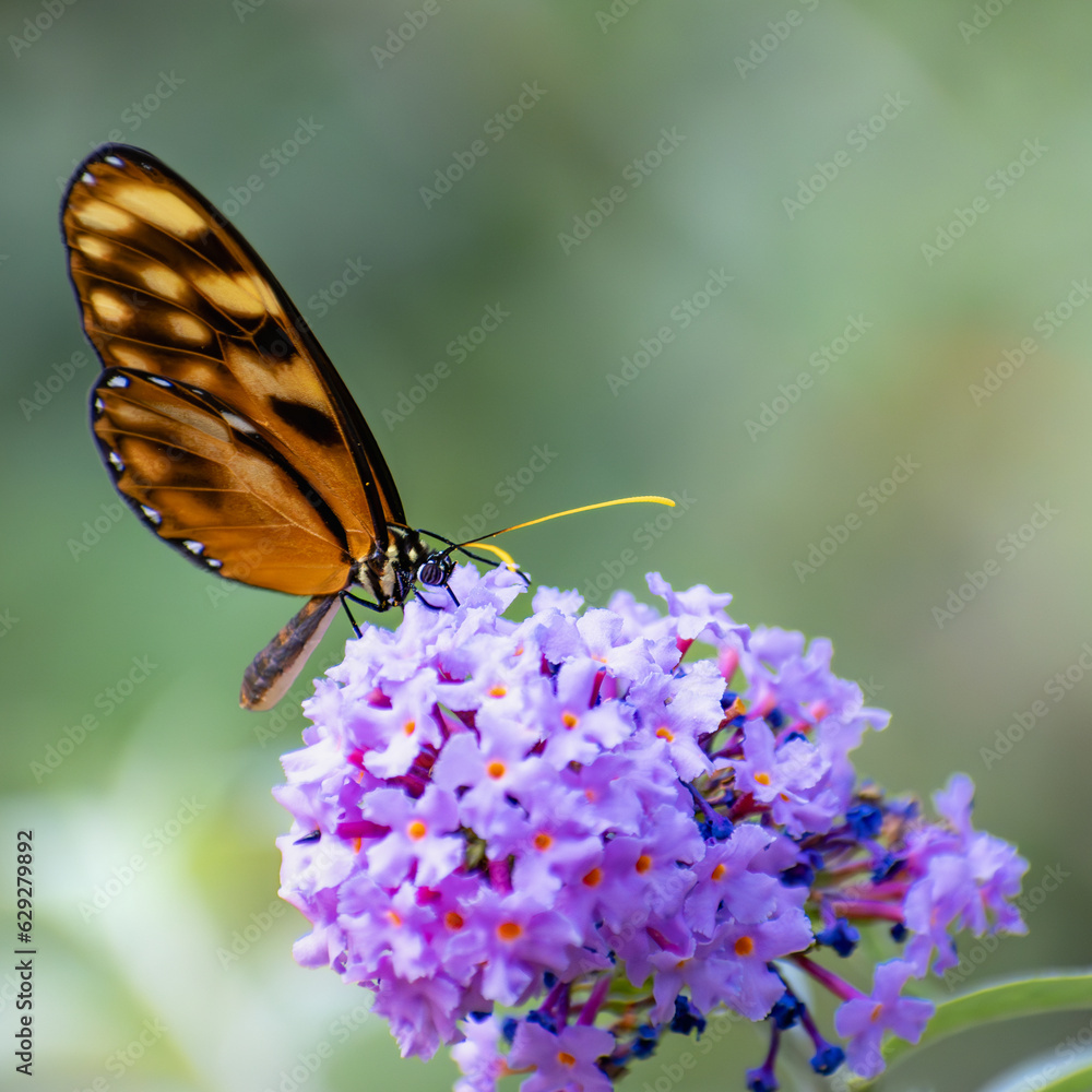 Fototapeta premium MONARCH BUTTERFLY