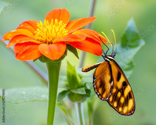 MONARCH BUTTERFLY 