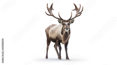 A Reindeer isolated on white background. Generative Ai