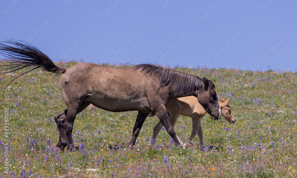 Fototapeta premium Wild Horse Mare and Foal in Summer in the Pryor Mountains Montana