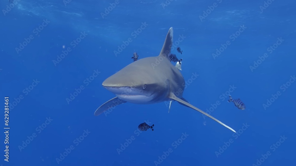 Obraz premium image of a Blue Shark swimming gracefully beneath the ocean's depths. 🦈💦 #UnderwaterWorld #MarineLife #Nature #ocean #wildlife