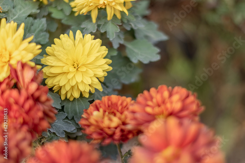 selective focus of a yellow chrysanthemum flower and defocused ferns background