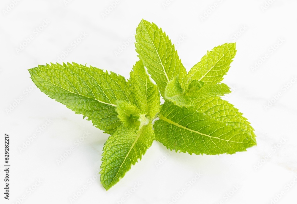 Fresh Spearmint isolated on white marble background Fresh Spearmint isolated on white marble background