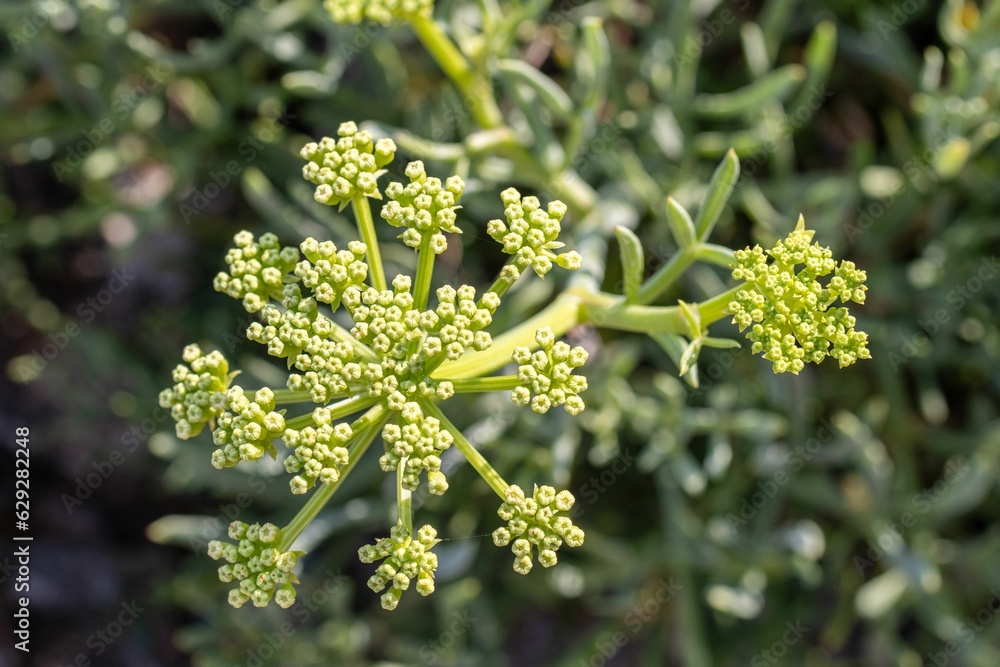 Obraz premium Sea fennel growing on wild beach. Crithmum maritimum