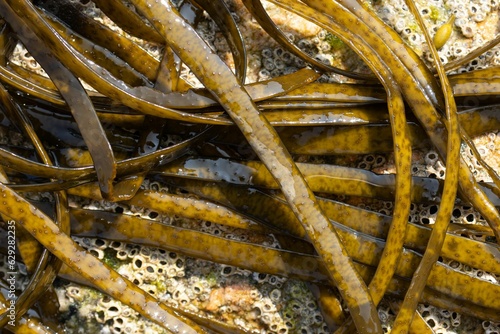Close up of Thongweed seaweed on rock. Himanthalia elongata photo