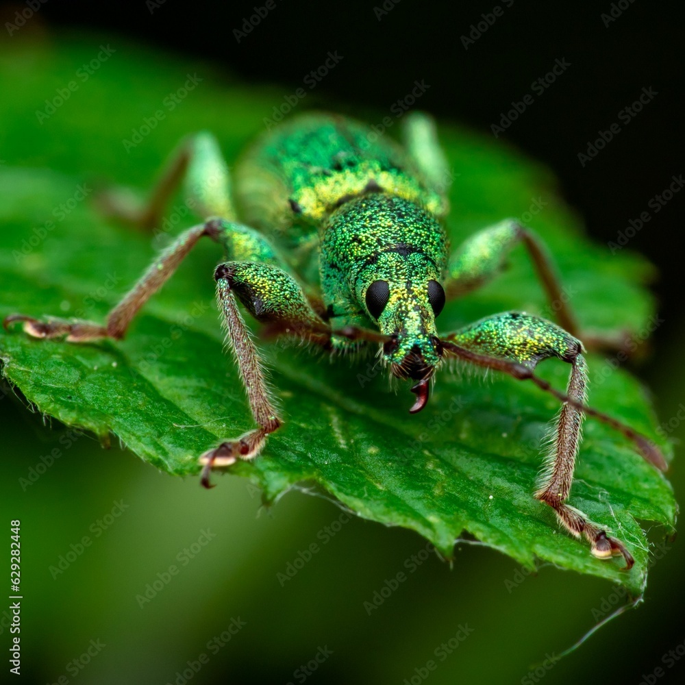 Macro shot of a pale green Weevil perched on a leaf Macro shot of a pale green Weevil perched on a leaf