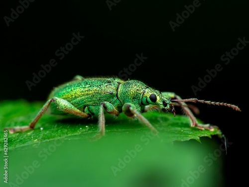 Wallpaper Mural Macro shot of a pale green Weevil insect perched on a single leaf in a shadowy setting Torontodigital.ca