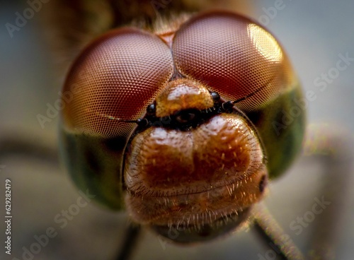 Close-up macro shot of a compound eye of an insect, featuring intricate details and textures