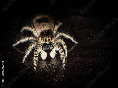 Tarantula illuminated in the darkness of night